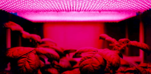 Red LED light therapy